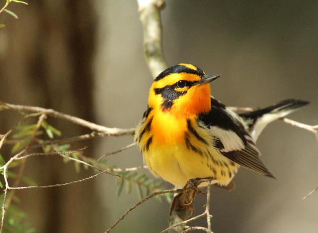 A Blackburnian Warbler, its yellow breast and bright orange throat glowing in dappled sunlight, showing the black and white plumage on its wings and black stripes on its head.