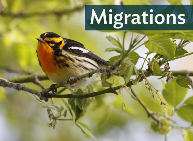 Blackburnian Warbler perched on leafy branch and showing its bright orange breast, and black-and-orange striped head and dark wings