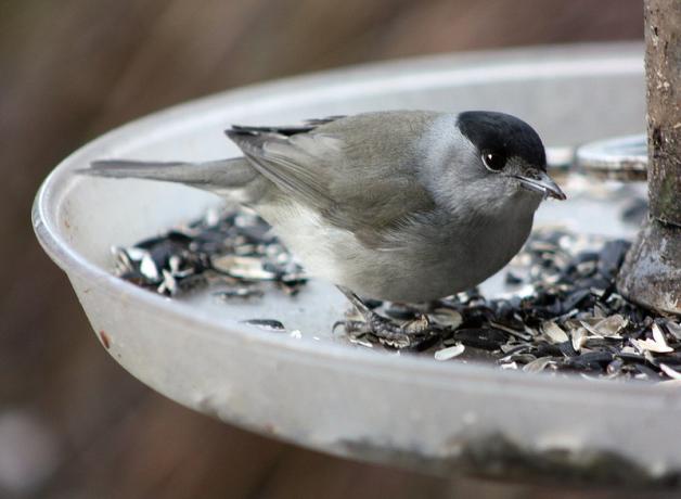 European Blackcap - a warbler 