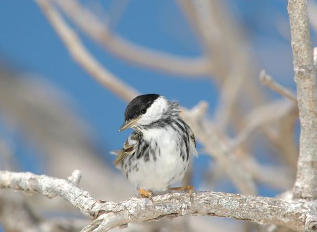 Black-poll Warbler sits on silvery branches with blue sky in the background