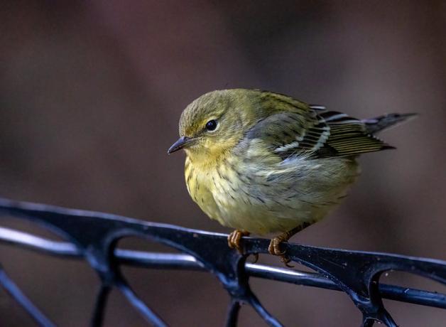 A small very round Blackpoll Warbler perches on a fence and displays its fall plumage of olive-yellow body and black-aand-white wings.