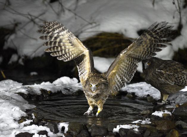 Pair of Blakiston's Fish Owls, one watching as the other fishes in a snowy pool, its wings outspread