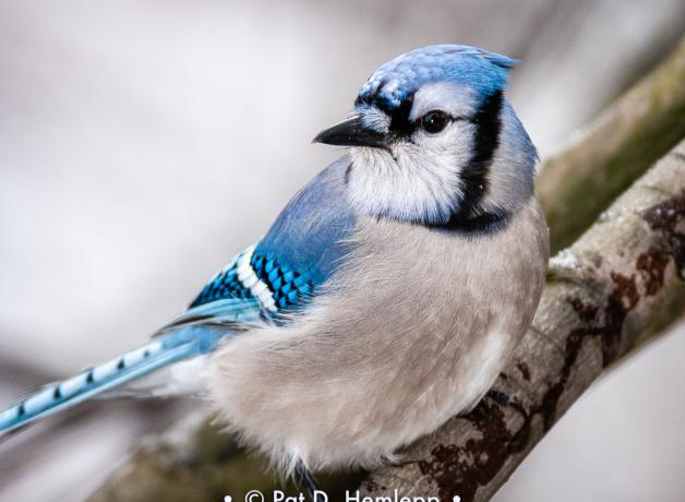 Blue Jay facing forward, looking to its right. Pale gray breast with light and dark blue markings on head and wings.