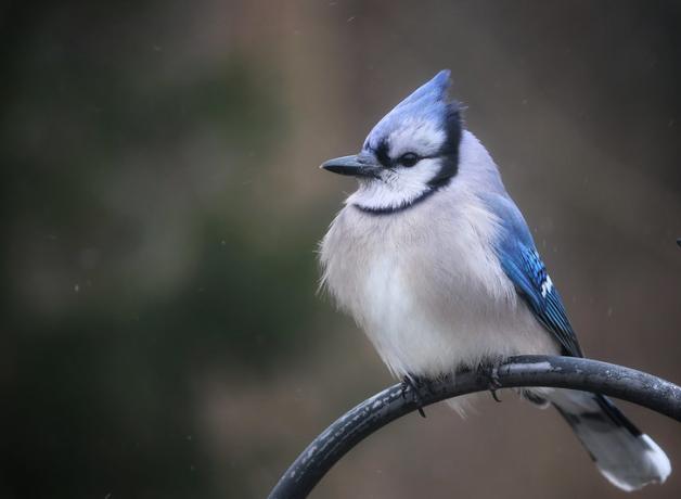 Blue Jay perched on metal yard ornament