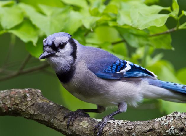 Un chara azul parado en una rama frente a un follaje verde