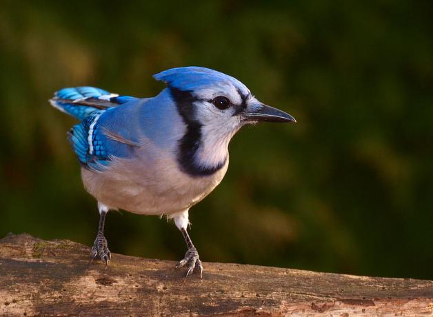 Blue Jay perched on log, looking to its left