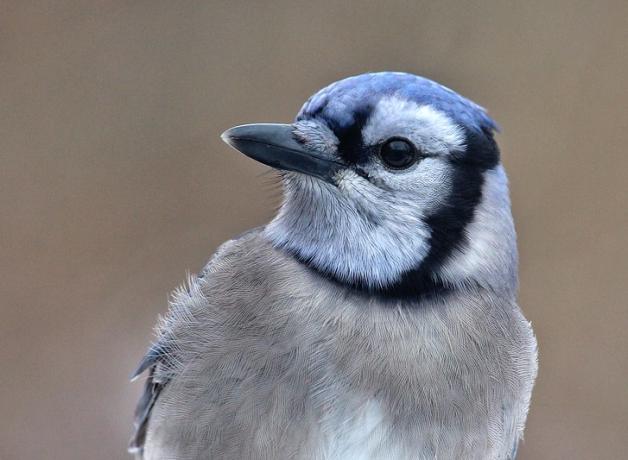 Blue Jay in closeup