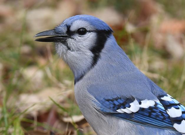 Close view of a Blue Jay looking over its shoulder on leaf-strewn grassy area
