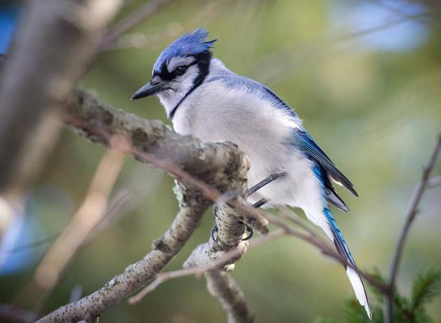 A blue and white bird with a black beak is perched amidst branches and leaves.