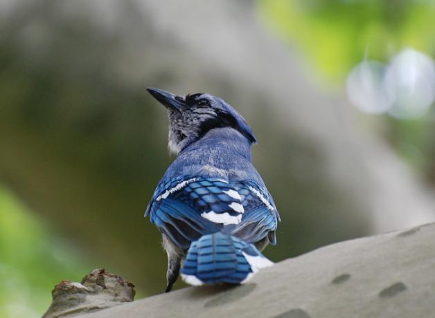A Blue Jay with its back to the viewer, looking up over its right shoulder in a quizzical or thoughtful pose