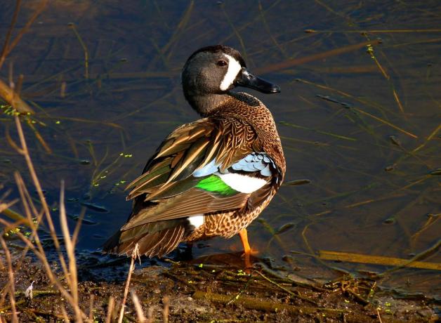 A male Blue-winged Teal stands at water's edge as sunlight highlights the colors on his feathers