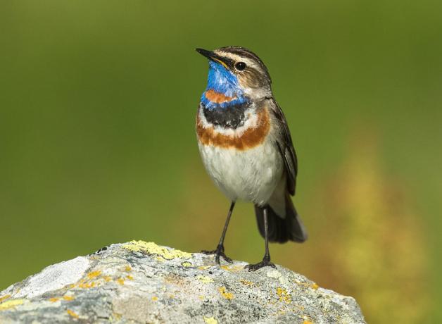 Bluethroat perched on a rock