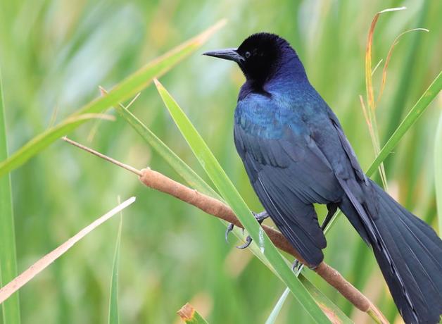 A Boat-tailed Grackle showing its dark iridescent plumage and long broad tail. The bird is perched on a cat tail plant with greenery in the background. 