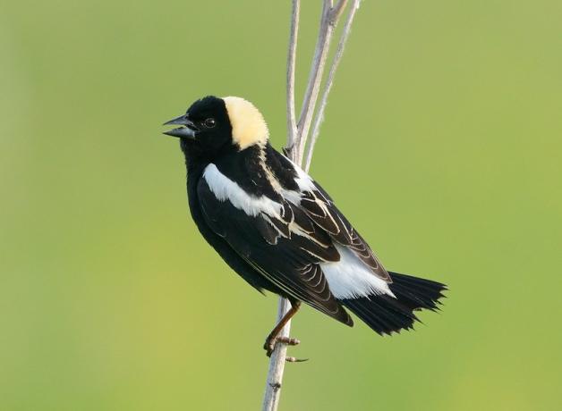 A male Bobolink seen in profile clinging to a slender reed and singing