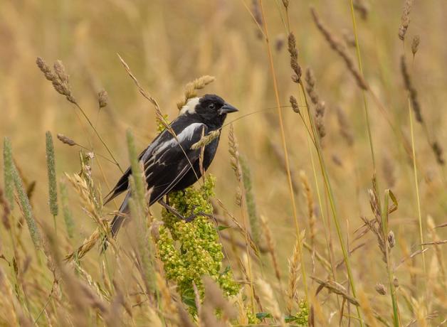 A male Bobolink bird perches on plants in a golden grassy field