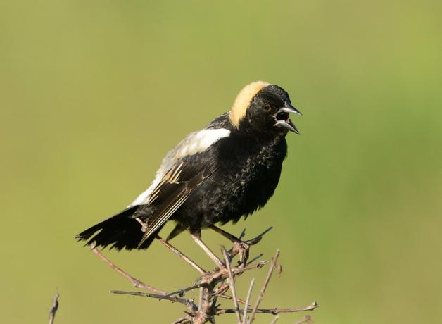 A male Bobolink singing in the sunshine
