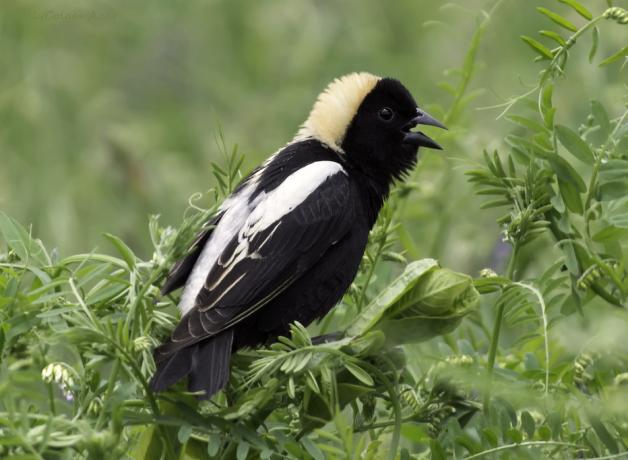 Bobolink