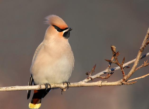 Bohemian Waxwing perched on branch