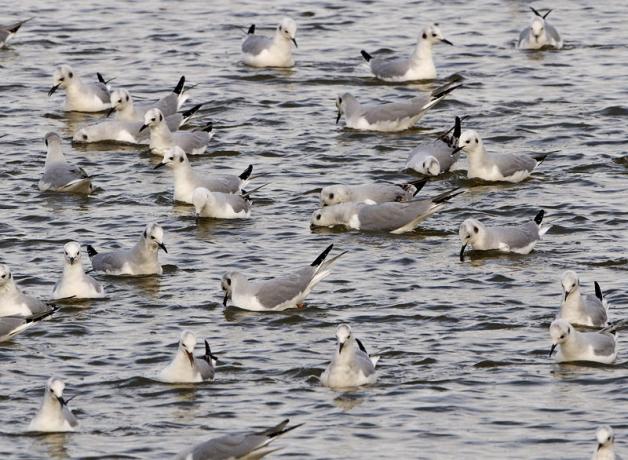Bonaparte's Gulls feeding from the surface of the ocean.