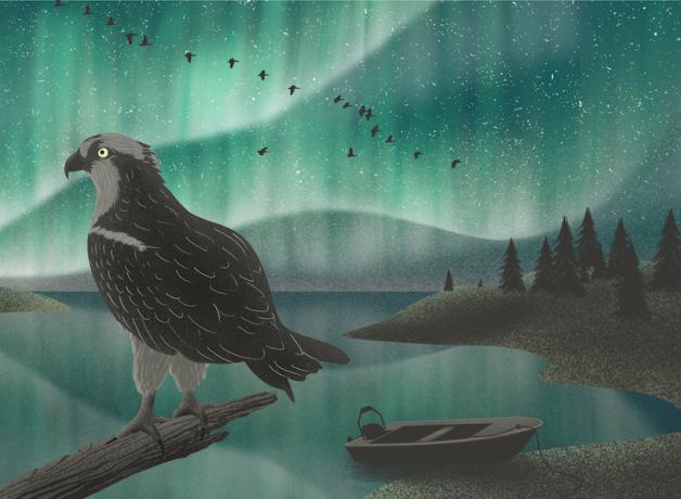 A bird of prey looks out over the Boreal Forest