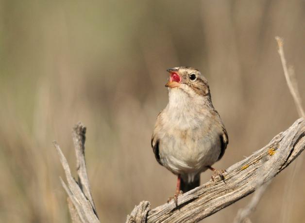 A small light-brown color sparrow sings in sunlight while perched on a dried branch