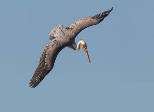Brown Pelican soaring against a blue sky