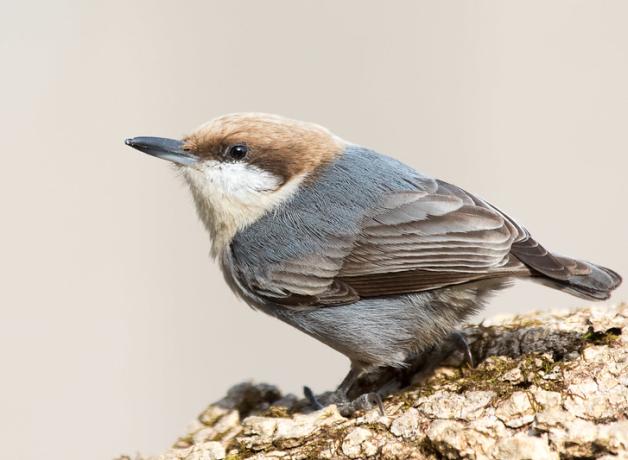 Brown-headed Nuthatch perched on a log, seen in left profile