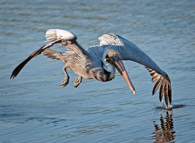 Brown Pelican flying right above the water's surface, left wing tip touching the water.