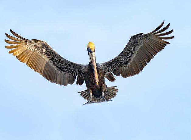 Brown Pelican coming in for landing, wings outstretched.