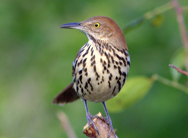 Brown Thrasher
