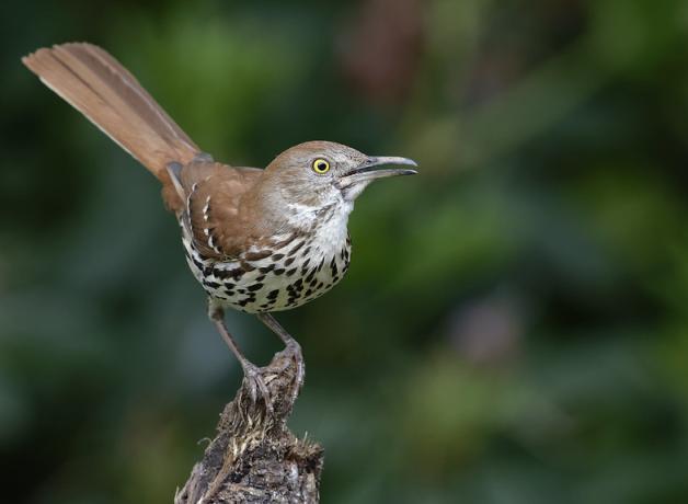 A Brown Thrasher, its long tail angled upward, its head turned to its left and beak open as it sings