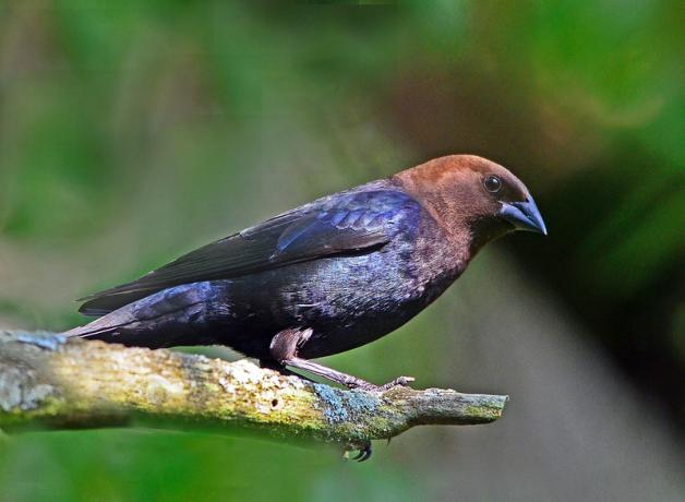 Brown-headed Cowbird seen in right profile with its feathers shining in the sun, its head a bronze color, and body an iridescent black.