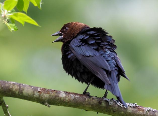 A male Brown-headed Cowbird with his back toward the viewer and looking off to the side, showing his brown colored head and open beak, with his black body and tail feathers fluffed up. 