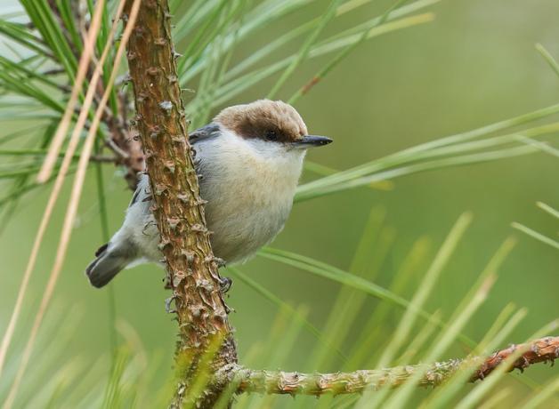 Brown-headed Nuthatches of Apalachicola National Forest | BirdNote