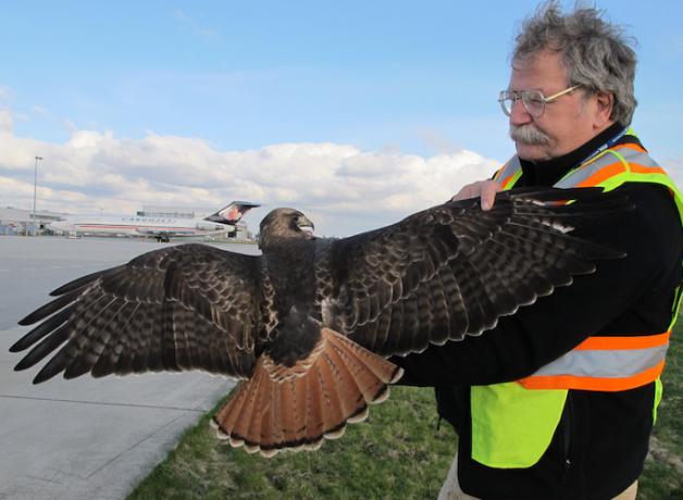 Bud Anderson with Red-tailed Hawk