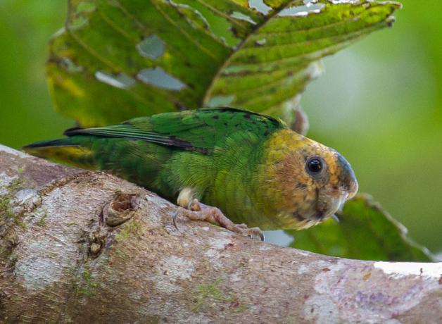 Buff-faced Pygmy Parrot