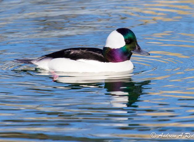 A male Bufflehead duck floating on still water, with sunlight showing the "rainbow" iridescence look of his head feathers.
