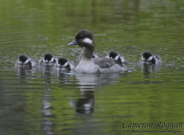 Buffledhead family with one adult leading several ducklings on smooth water