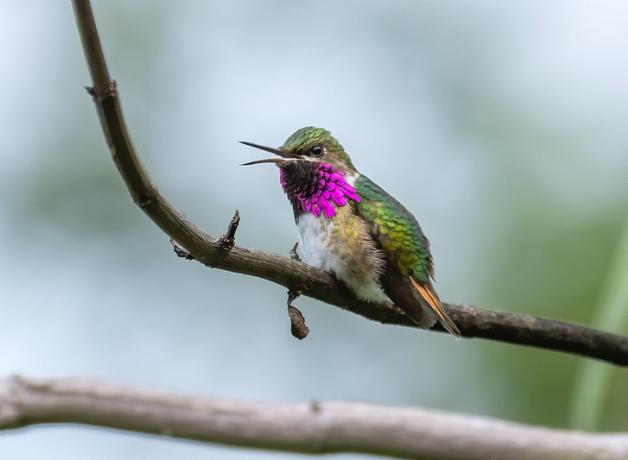 A tiny Bumblebee Hummingbird sits on a branch showing its iridescent green wings and head, bright pink feathers on its throat, and its long narrow beak is open.