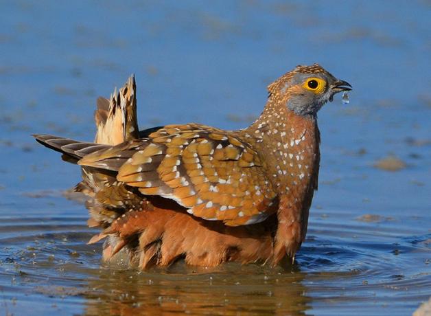 A sunlit Burchell's Sandgrouse standing in water, soaking the feathers on his belly to carry water back to his chicks