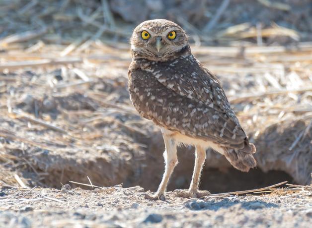 Burrowing Owl