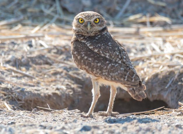 Burrowing Owl next to burrow