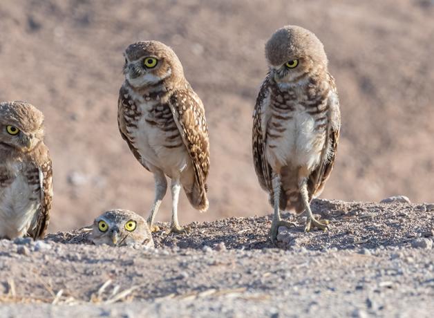 Four Burrowing Owls standing on light grayish brown soil, one owl poking its head out from the burrow in the ground.