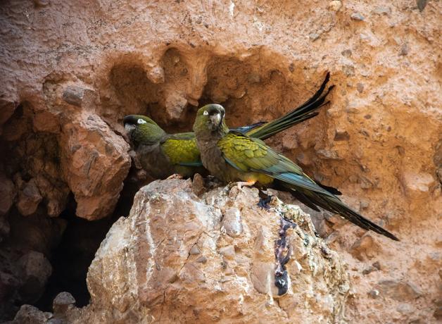 A pair of Burrowing Parakeets perched at the entrance of their nest opening on a cliff side