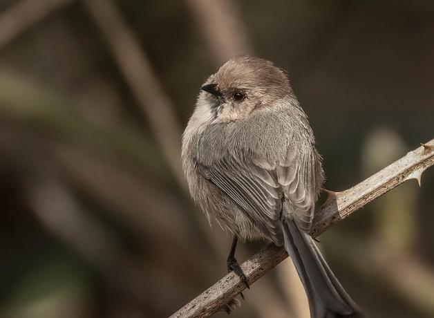 Male bushtit looking over his left shoulder while perched on a slender branch