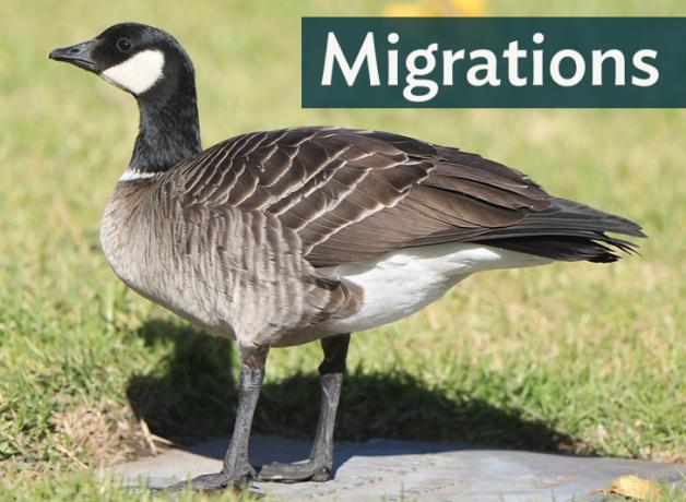 Cackling Goose standing on grass