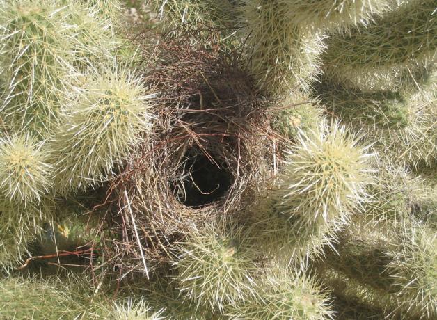 A Cactus Wren nest constructed amidst the spiny branches of a Jumping Cholla cactus.