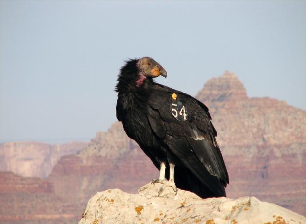 California Condor with tracking number