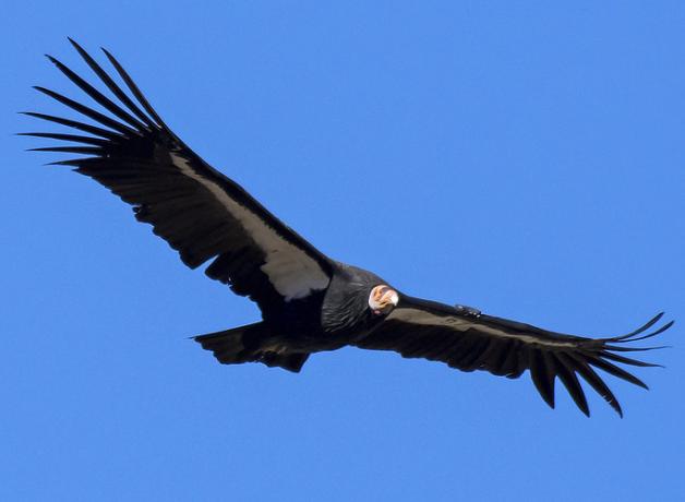 California Condor in flight, its wide wings outstretched against a clear blue sky