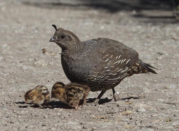 A female California Quail with three small chicks